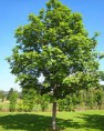 /album/fotogaleria-arboles-nativos-para-sembrar/fresno-jpg/