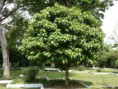 /album/fotogaleria-arboles-nativos-para-sembrar/sangregado-jpg/