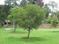 /album/fotogaleria-arboles-nativos-para-sembrar/hayuelo-jpg/