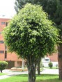 /album/fotogaleria-arboles-nativos-para-sembrar/ficus-jpg/
